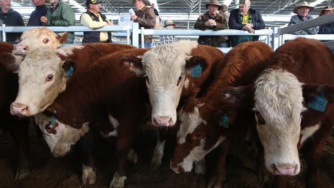 The Official opening of the South Eastern Livestock Exchange and first sale at Yass in NSW. Picture Kym Smith