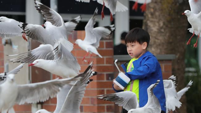 Jasper Lin takes on an army of seagulls at Harley Park in Labrador. Picture: Glenn Hampson