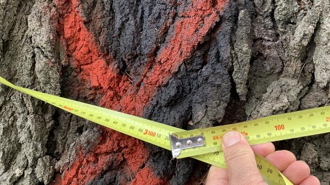 Banksia trees on Groves Reserve that residents want to save are more than 3m in circumference. Picture: Rosemary West