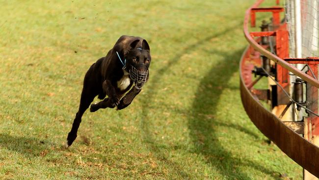 Mr McHugh’s “chilling” report into the NSW greyhound industry is being used as the state government’s central justification for wiping out the sport from next July. Picture: Nathan Edwards