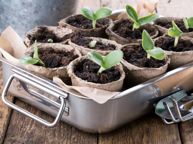 EMBARGO FOR TWAM 21 AUG 2021 Young pumpkin sprouts in the peat pots on wooden background. Seedling.iStock