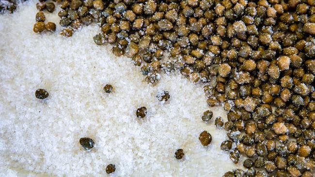 Bunya Red capers in salt. Pictures: Nancy Jayde Photography
