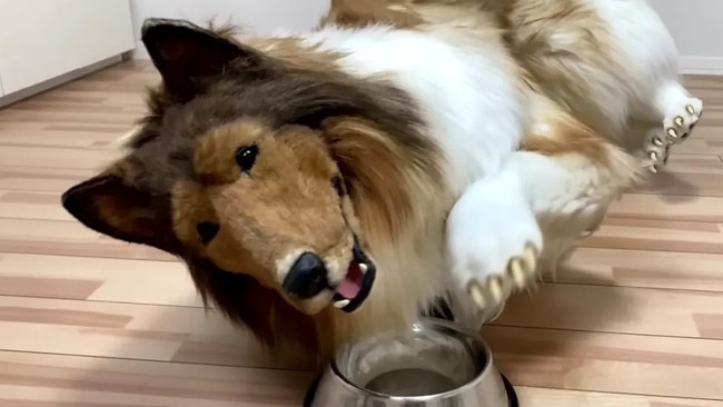 Toco, the Japanese man who enjoys dressing as a rough collie. Picture: YouTube/I want to be an animal