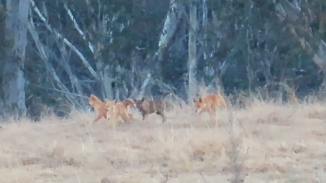 Dingoes attack calves