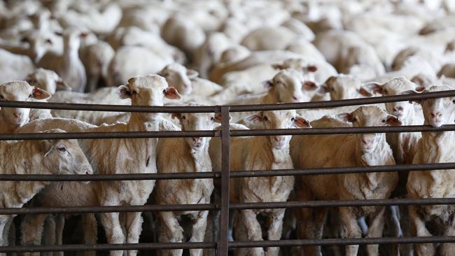 The number of sheep live exported during 2023 rose significantly.