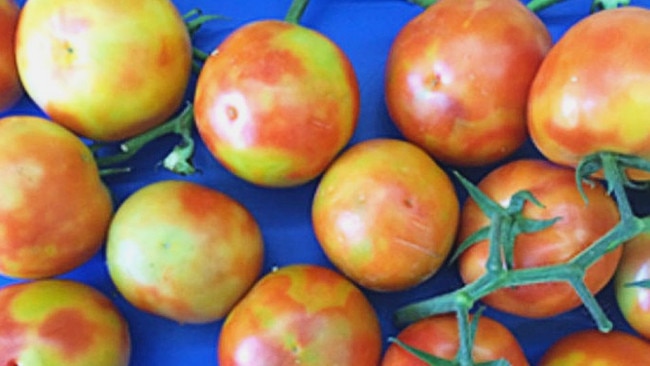 Examples of fruit affected by tomato brown rugose fruit virus. Picture: Department of Primary Industries