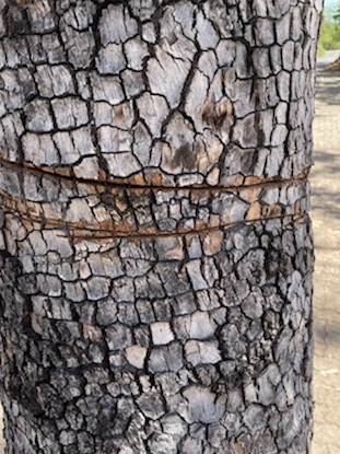 A tree at Arcadia, Magnetic Island, which has been ringbarked.