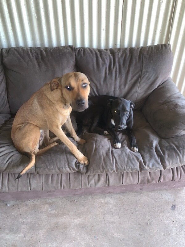 Now and then: Dogs Archer and River who were rescued from the bonnet of a car in a swollen river in Cape York.