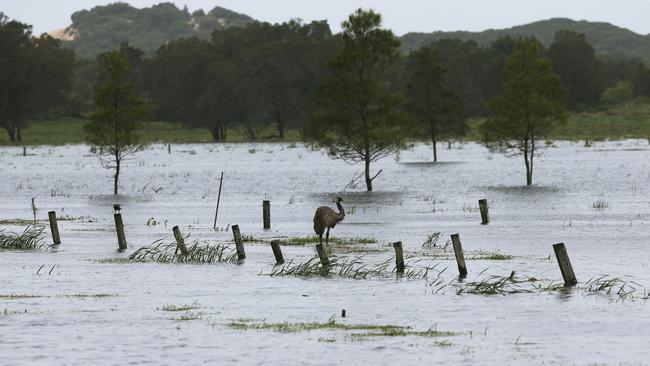 An emu is stranded in a flooded paddock near Williamtown. Picture: NCA NewsWire / Peter Lorimer.