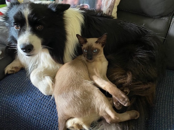 A lucky Jethro the cat with Flynn the border collie. Picture: Kirsty Da Silva