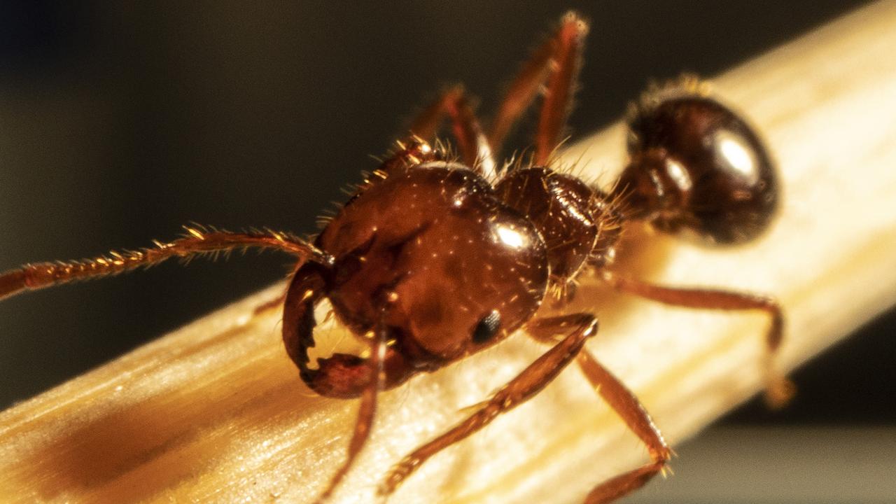 Fire ants cross border from Qld to NSW for the first time as hope for ...