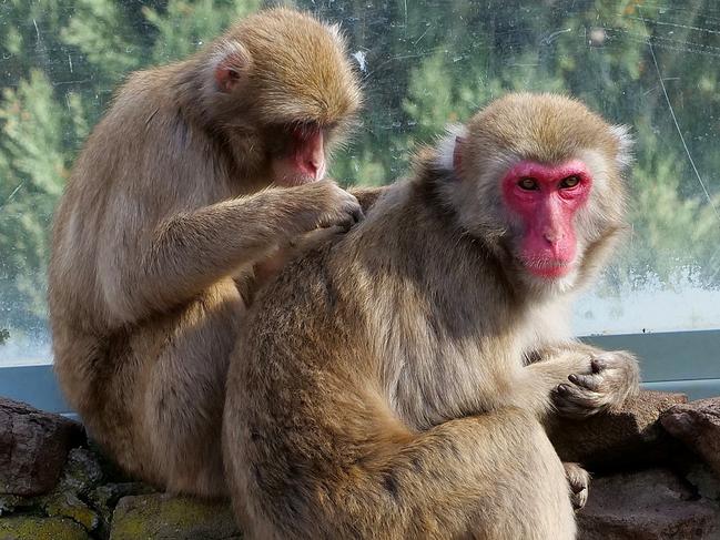 A group of Japanese monkeys which were given to Launceston by Japanese sister city Ikeada in 1981 will be sterilised and left to naturally die after a decision from the city council yesterday. A troop of Japanese macaques that have been living in the Australian city park home for four decades will be prevented from reproducing due to concerns of disease and inbreeding. Picture: City of Launceston