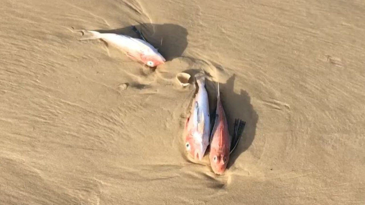 Adam Blaxland said “hundreds if not thousands” of dead fish were found at Teewah Beach on Monday. Photo: Facebook