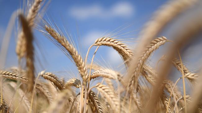 Holding up: Despite a stronger Australian dollar, wheat has traded within a relatively tight $7 a tonne range for four weeks. Picture: AFP