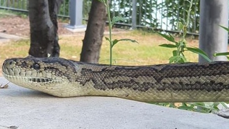 A snake expert estimated the carpet python was female and at least 10 years old. Picture: Kirsty Wood