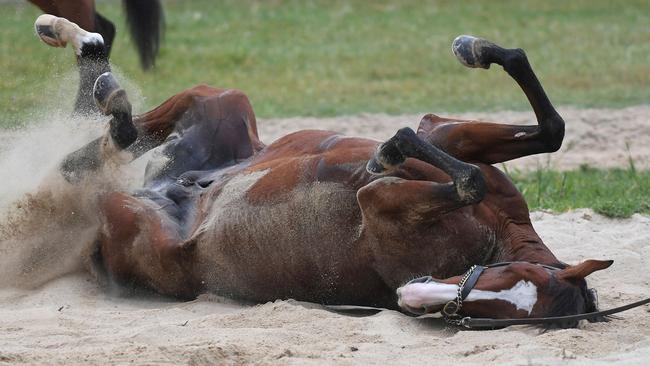 Anthony Van Dyck enjoying a sand roll after galloping at Werribee at the weekend.