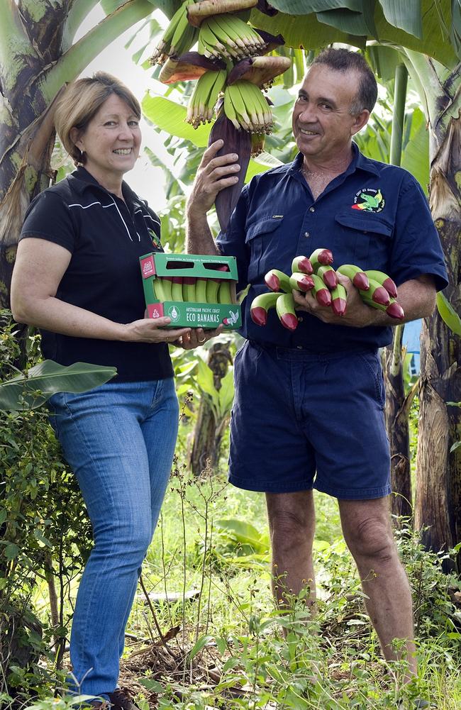 Innisfail banana growers Frank and Dianne Sciacca of Pacific Coast Eco Bananas are the innovators of the red wax-tipped ‘ecoganic’ banana. Picture: Supplied