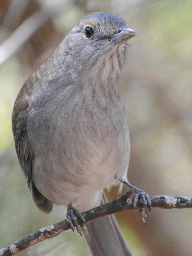 Grey Shrike-thursh. Picture: Peter Marmion