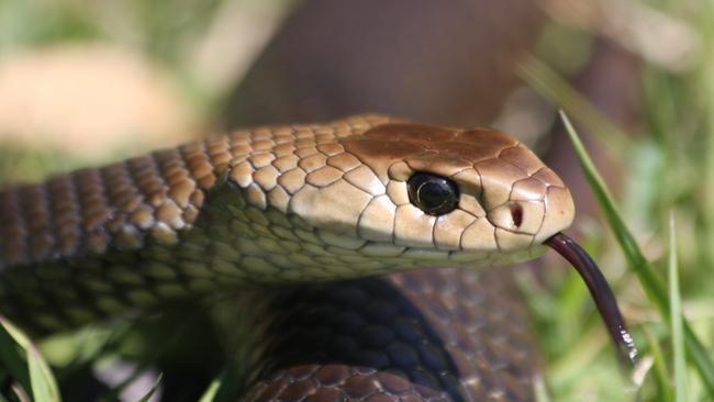 A deadly eastern brown snake like this bit Keith Smith in his yard at Alderley.