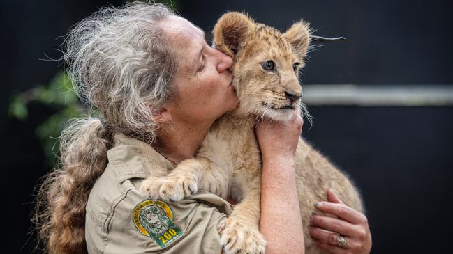 Handler Stephanie Robinson with lion cub Caesar at Darling Downs Zoo. Photo: David Martinelli.