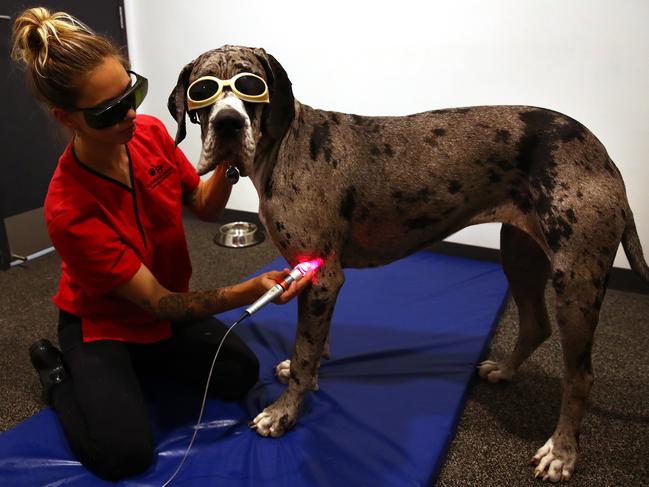 Illawarra Animal Rehabilitation nurse Gemma Short gives Muffin the Great Dane some laser treatment. Picture: Toby Zerna