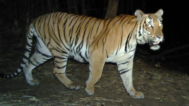 A tiger taken with a camera trap in a remote region of western Thailand.