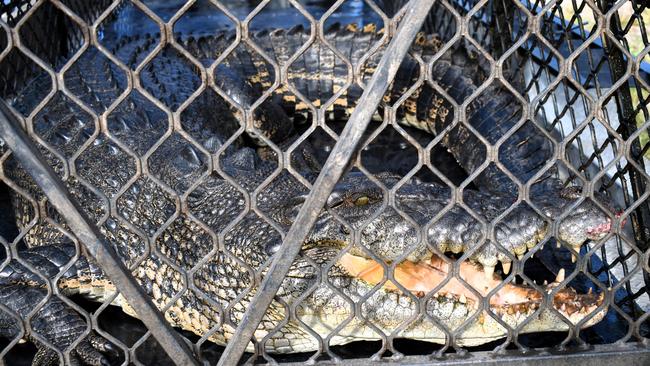 Department of Environment, Science and Innovation (DESI) wildlife officers captured a 3.6-metre saltwater crocodile at Cattle Creek on the Bruce Highway between Townsville and Ingham overnight Friday in what has been an action-packed month for hard-working wildlife officers in North Queensland. Picture: Cameron Bates