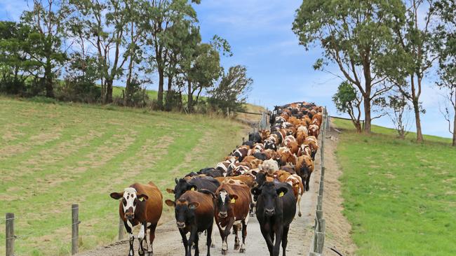 This dairy farm at Loch is expected to make more than $5 million