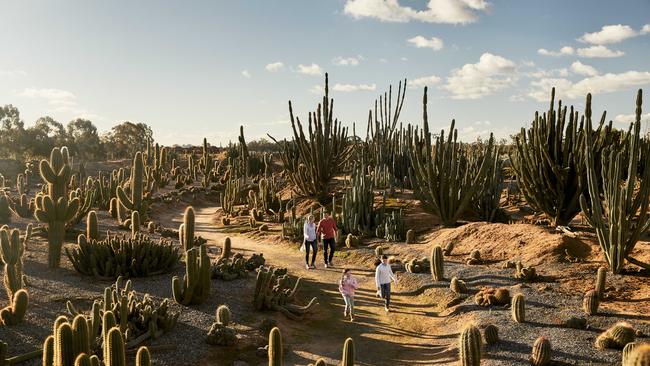 Desert landscapes filled with cacti and succulents await at Strathmerton’s Cactus Country.