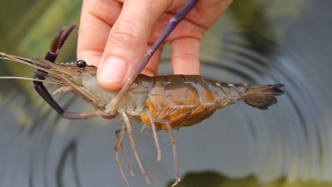 New research suggest freshwater prawns is crucial to Northern