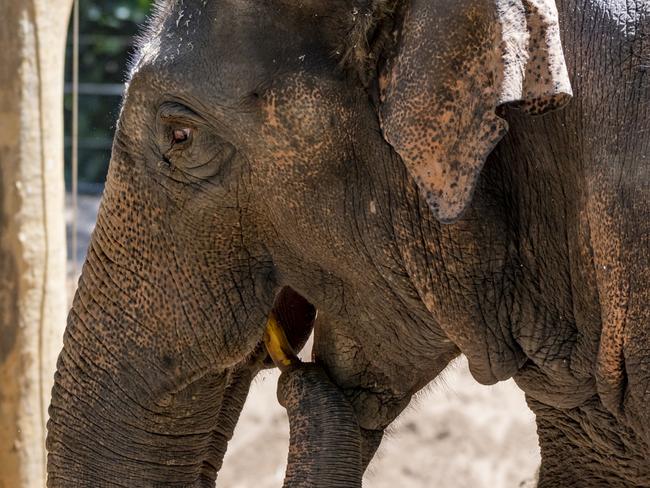 If an elephant was deemed “reasonable” by the NT CAT, tenants will be allowed to keep it as a pet, even if the landlord rejected the application. Picture: Supplied