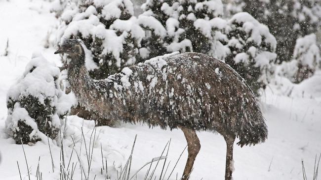 Chook Chook the emu enjoys the snow at Kaoota. Picture: Zak Simmonds