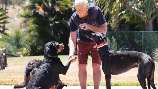 Tony Zammit teaching Zeta the rottweiler and Harley the greyhound table manners. Picture: Glenn Hampson.