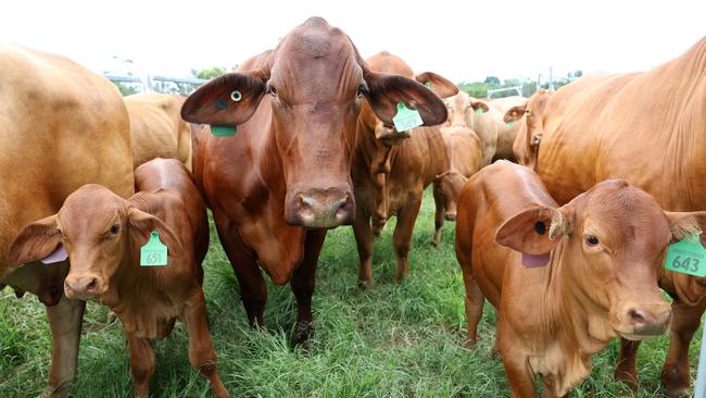 Australia’s red meat industry is based on grazing and has reduced its carbon footprint by 64.1 per cent since 2005. Picture: Liam Kidston