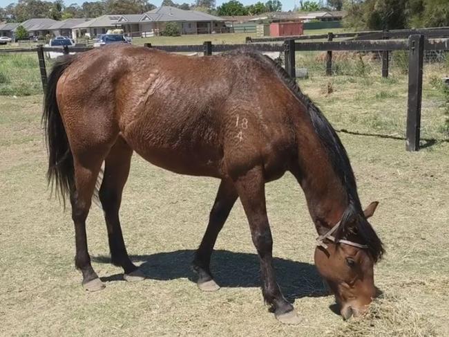 Alive and well, retired racehorse Reliable Kingdom was saved from becoming pet food.