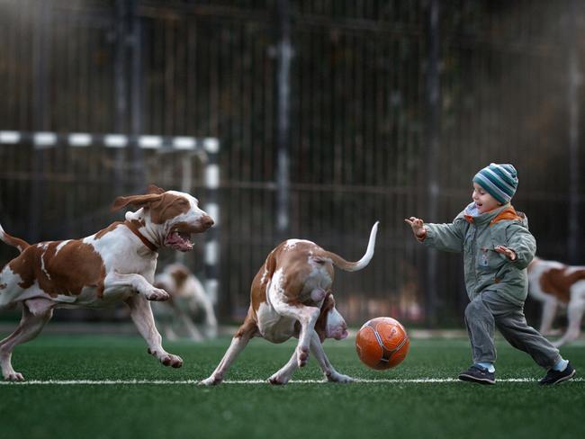 Goal tended ... Timothy and the Bracchi Italiani. Picture: Little Kids and Their Big Dogs