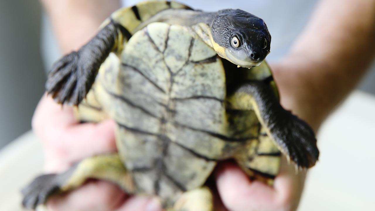 Taronga Zoo hatches 35 baby endangered Bellinger River snapping