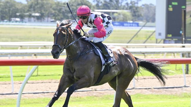 Shoutaboutit is ready to run a bold race at Wyong on Thursday. Picture: Bradley Photos