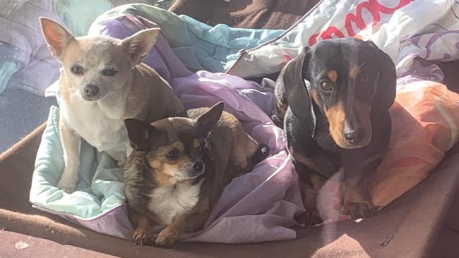 Smokey, Bruno and Harry. Picture: Sarah Reynolds