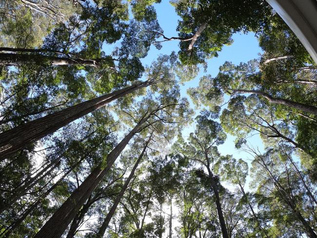 Harvesting changes the age structure of a forest, but so too do high-severity fires.