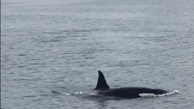 Orcas Spotted in Scotland's River Clyde