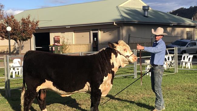 The $103,000 bull Mawarra If Only held by Logan Sykes, Mawarra, Longford. Picture: Fiona Myers