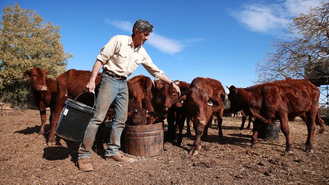 Precious grain for desperate livestock on the O'Brien property. Picture: Sam Ruttyn