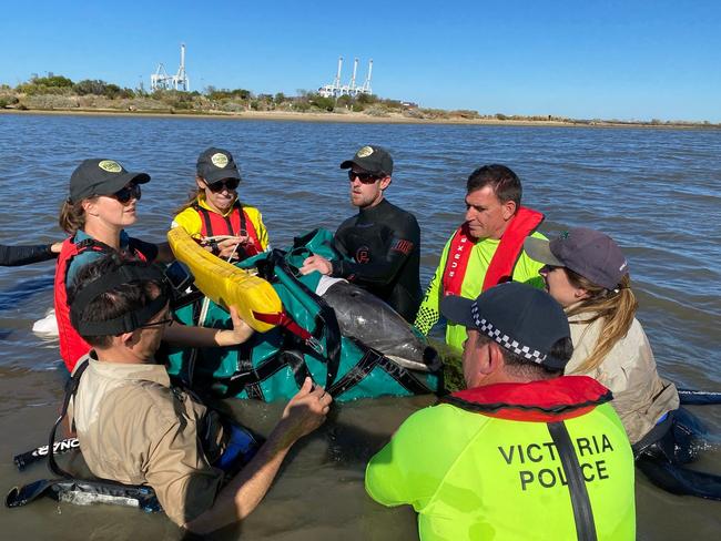 Marine animal experts and police were able to rescue a beached dolphin at Greenwich Reserve in Williamstown on February 7, 2022. Video: Victoria Police