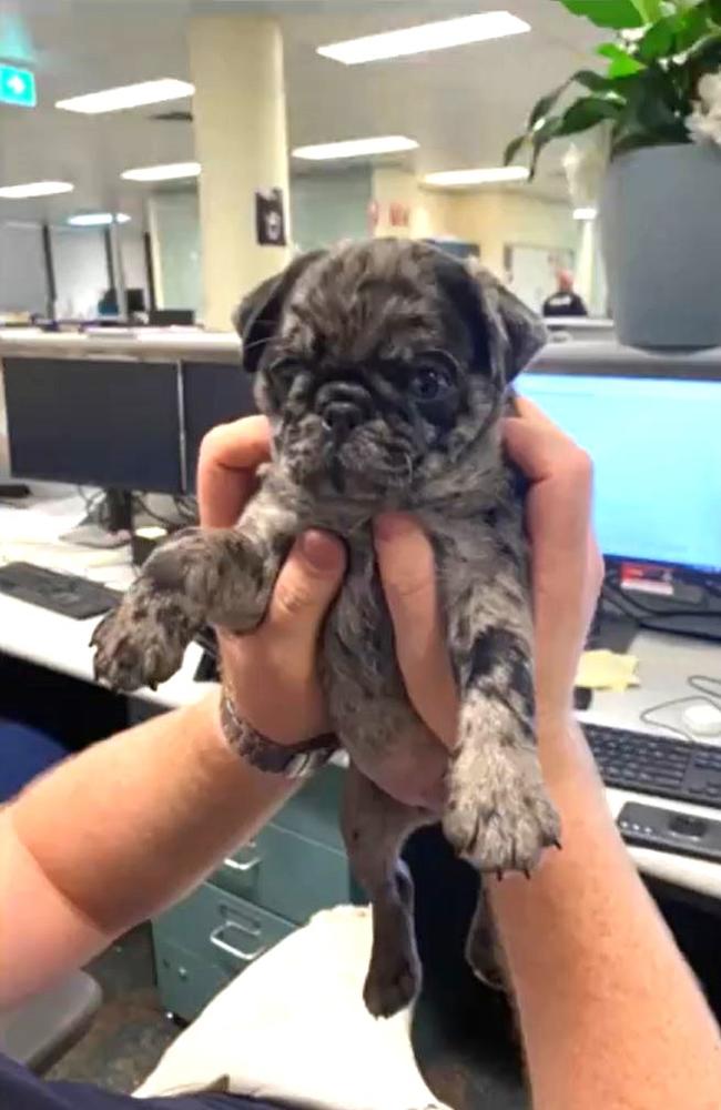 Stolen 8-week-old merle pug Rusty, after police recovered him from a Toowoomba home on Christmas morning 2023. Picture: Queensland Police Service