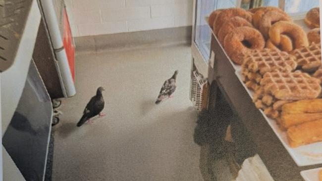 Pictures captured by City of Gold Coast Environmental Health Officers of dirty conditions inside former Mermaid Beach bakery Pane Organico. Picture: Supplied