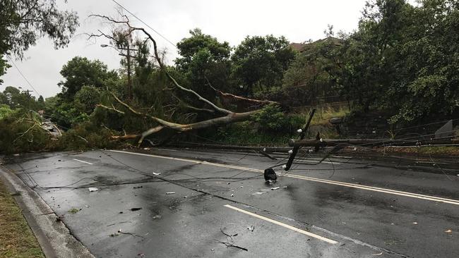 A massive gum tree and power lines blocked Eastern Valley Way at Castle Cove. Picture: Twitter/Live Traffic Sydney