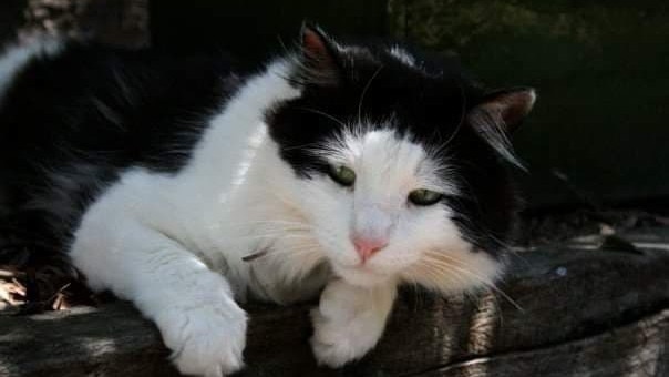 The Lyons’ family cat, Harry, was mauled to death on July 11 by a dog that was off its leash at the time.