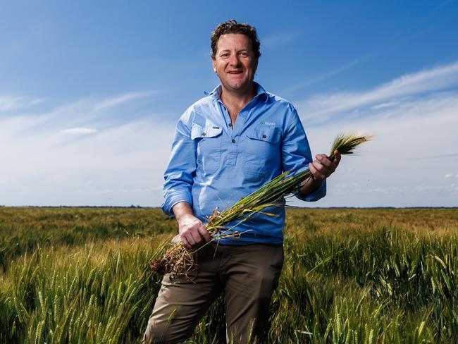 For The Weekly Times AgJournal November 2023.  09/10/23 goFarm managing director Liam Leneghan in a barley crop at their Lake Boga property in northern Victoria. Aaron Francis Photo