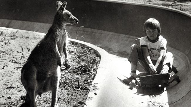 A kangaroo watched Michael Rado slide down a hill on a toboggan in 1982.